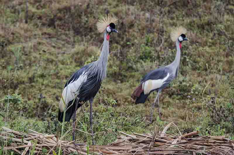 Grullas Coronada - lago Bunyonyi - Uganda 2.jpg